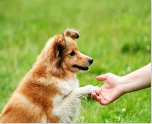 Vai adestrar o seu cachorro? Veja dicas de como encontrar o petisco ideal!