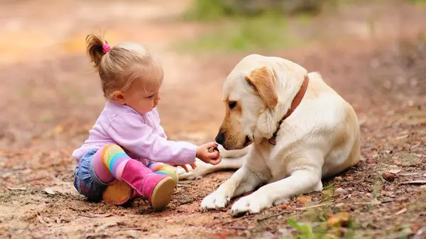 aproximar de um cão com segurança