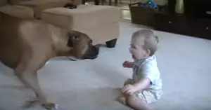 Um cão da raça boxer "ataca" um bebê indefeso e olha o que acontece...