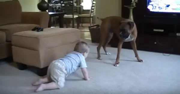 boxer-atacando-bebe-2