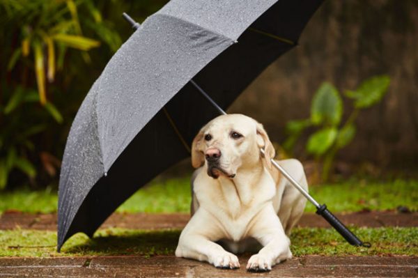 05 Fatos do cotidiano que os cães conseguem pressentir