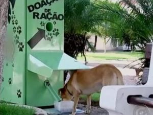 Cães ganham máquina que distribui ração e água