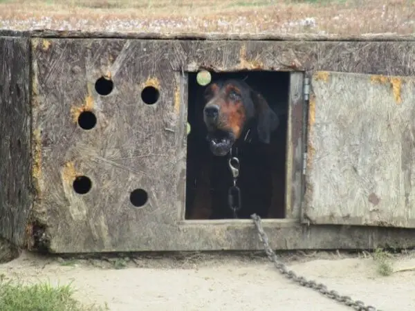 Cadela que vivia em uma caixa, doente, quase cega e surda tem transformação incrível O que Sarah conhecia como casa. Foto: PETA