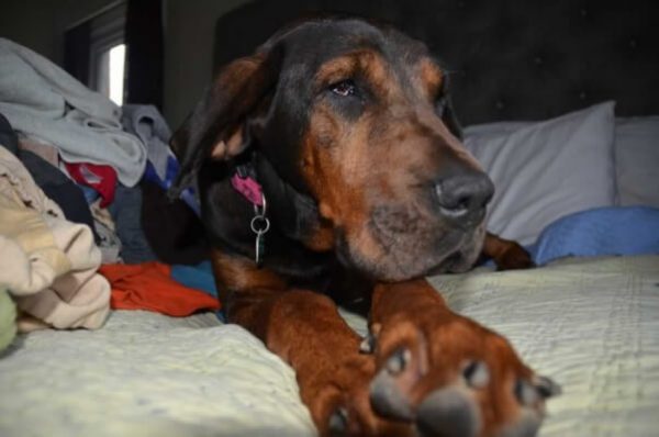 Cadela que vivia em uma caixa, doente, quase cega e surda tem transformação incrível Foto: PETA