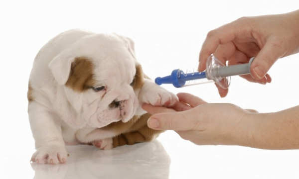 Vacina para cães: por que elas podem falhar?