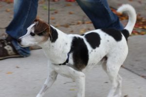 Como manter seu cão saudável com caminhadas