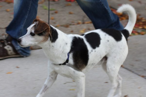 Como manter seu cão saudável com caminhadas Como manter seu cão saudável com caminhadas