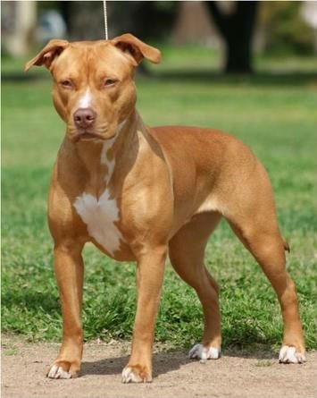 Red Nose Pitbull