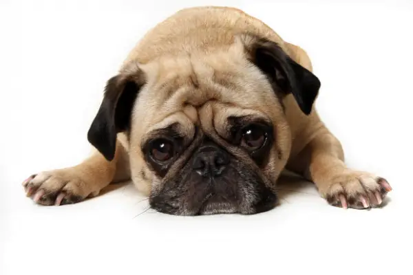Cuidado: atitudes que podem deixar o seu cachorro infeliz