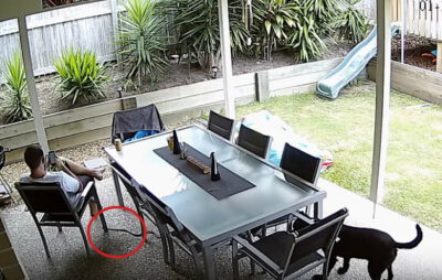 Vídeo mostra cão salvando seu tutor de uma cobra-marrom