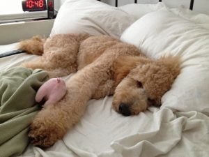 Dormir com o cãozinho na cama faz mal?
