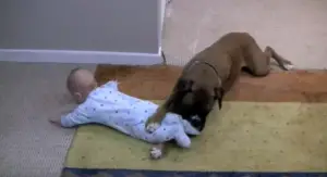 Filmaram o bebê com um cão e tiveram um flagra incrível...