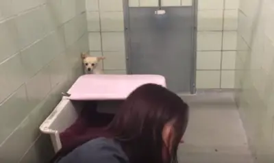 Uma chihuahua amedrontada tem reação incrível quando chegaram seus filhotes