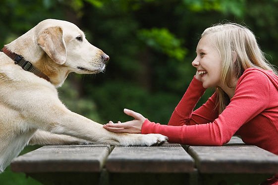 Dog sitting across from girl on picnic table --- Image by © Tetra Images/Corbis
