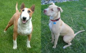 Quais as diferenças entre pitbull e bull terrier?