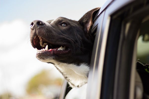 Cães de grande porte são especialmente suscetíveis a desenvolver a displasia coxofemoral.