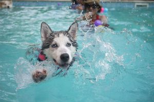 Displasia coxofemoral em cães – sintomas e tratamento