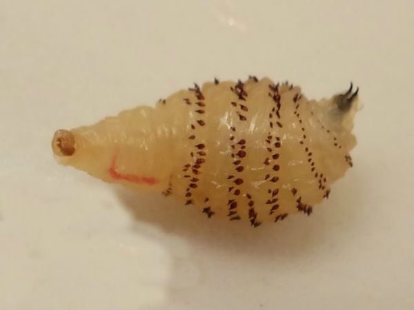 Larva de berne