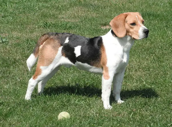 O ambiente preferido dos beagles: a mata.