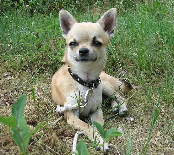 raças mais populares chihuahua