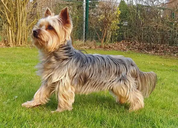 raças mais populares yorkshire terrier