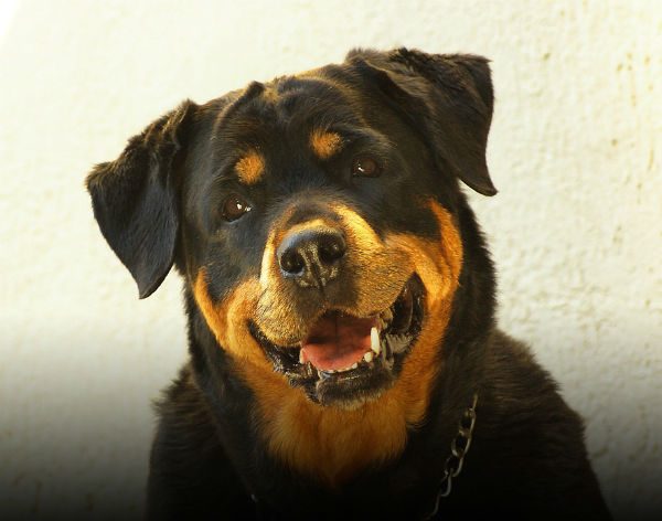 raças propensa cancer rottweiler