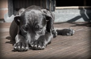 Raças caninas mais propensas a ter câncer