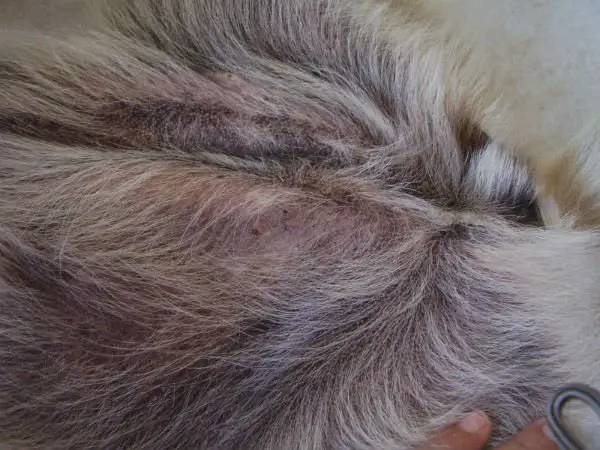 Mostra de pele de um cão com malassezia.