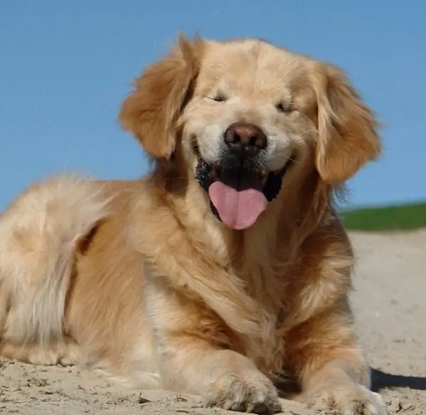 Smiley, um cachorro de terapia