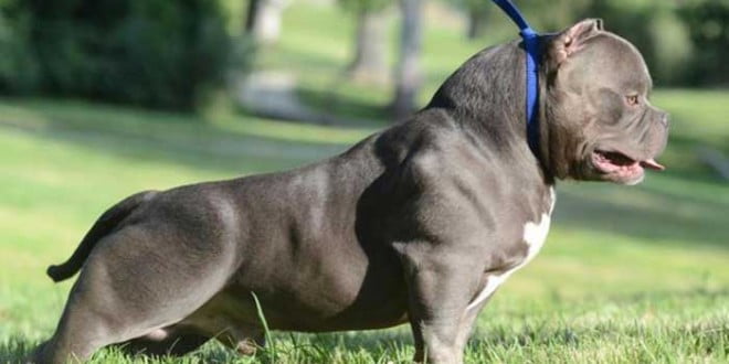 American bully - saiba tudo sobre a raça