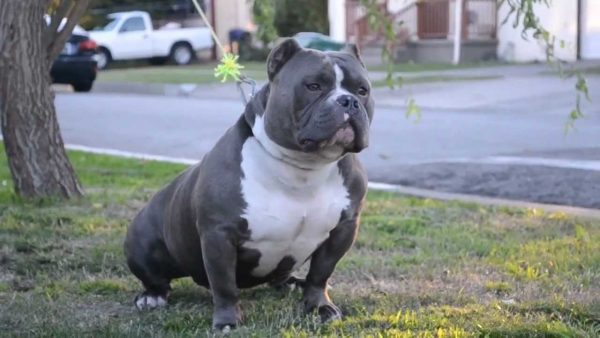 American Bully Pocket