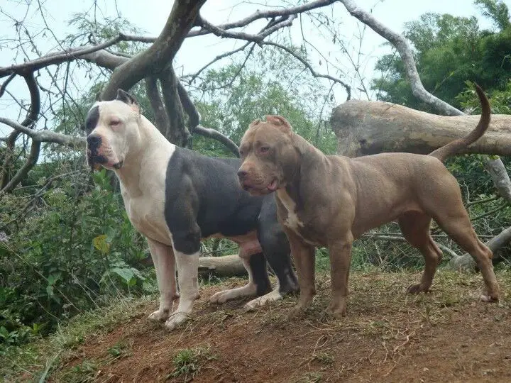 American bully - saiba tudo sobre a raça