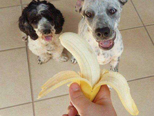 banana-caes