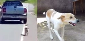 Cachorrinho Abandonado em Itabira - Um Resgate Pelas Mídias Sociais