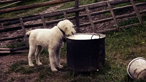 comida-proibida-cachorros-3