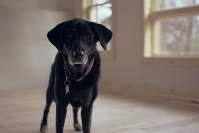 Este retriever do labrador revela a idade nos pelos brancos que enfeitam a sua cara.