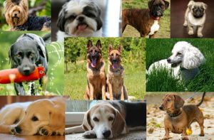 As 10 raças caninas mais populares do mundo