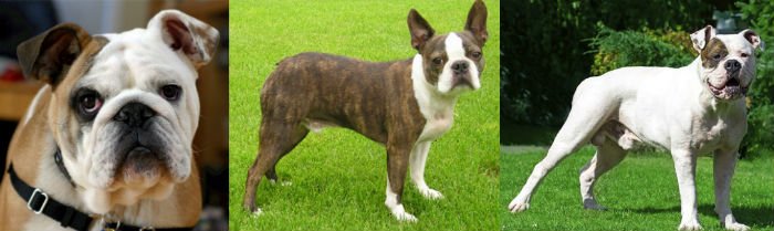 Diferenças Entre Buldogue Inglês Francês E Americano Cães Online