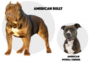 Diferenças entre american bully e american pitbull