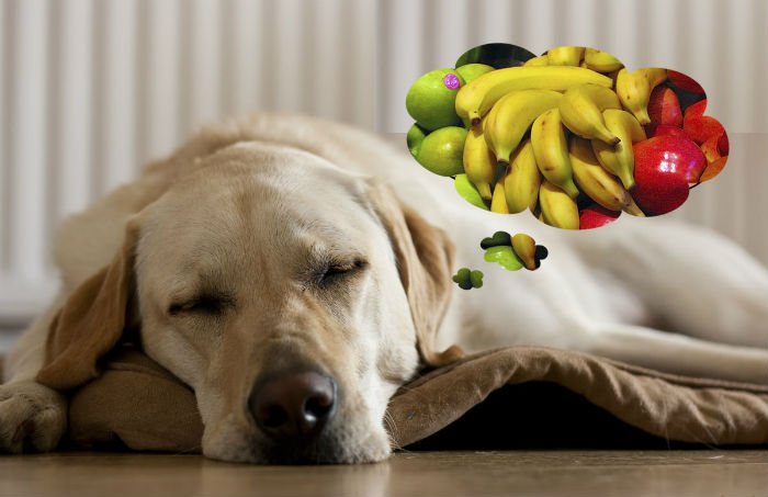 14 Frutas permitidas para cachorros