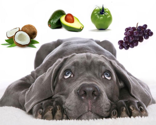 Frutas proibidas para cachorros