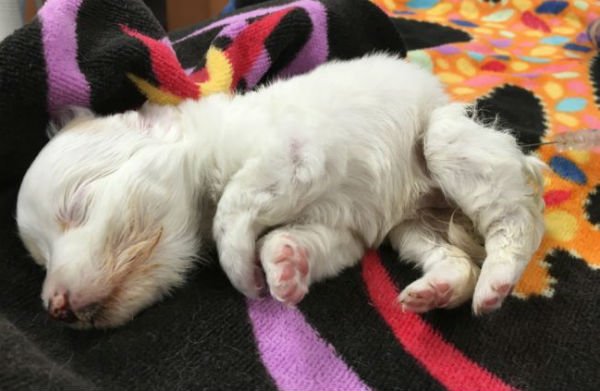 A história de Lily, a pequena cadela abandonada historia-da-lily-1