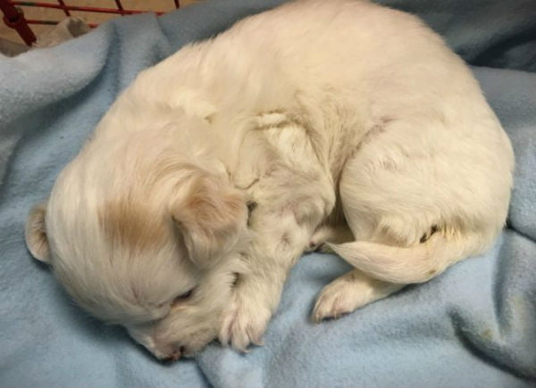 A história de Lily, a pequena cadela abandonada historia-da-lily-2