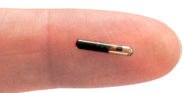 microchips-em-caes-2