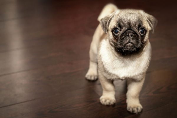 Os pugs são bons companheiros. O principal problema talvez seja a baixa tolerância ao calor.