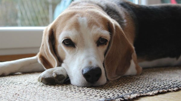 raças-mundo-beagle