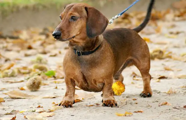 raças-mundo-dachshund