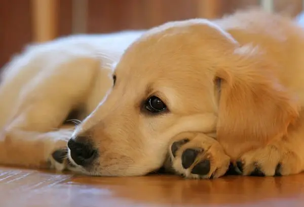 raças-mundo-golden-retriever