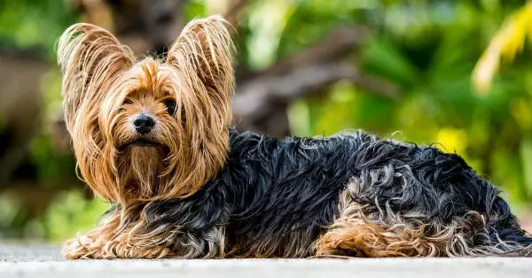 raças-mundo-yorkshire-terrier