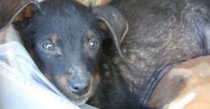 Sarna canina: sintomas e tratamento